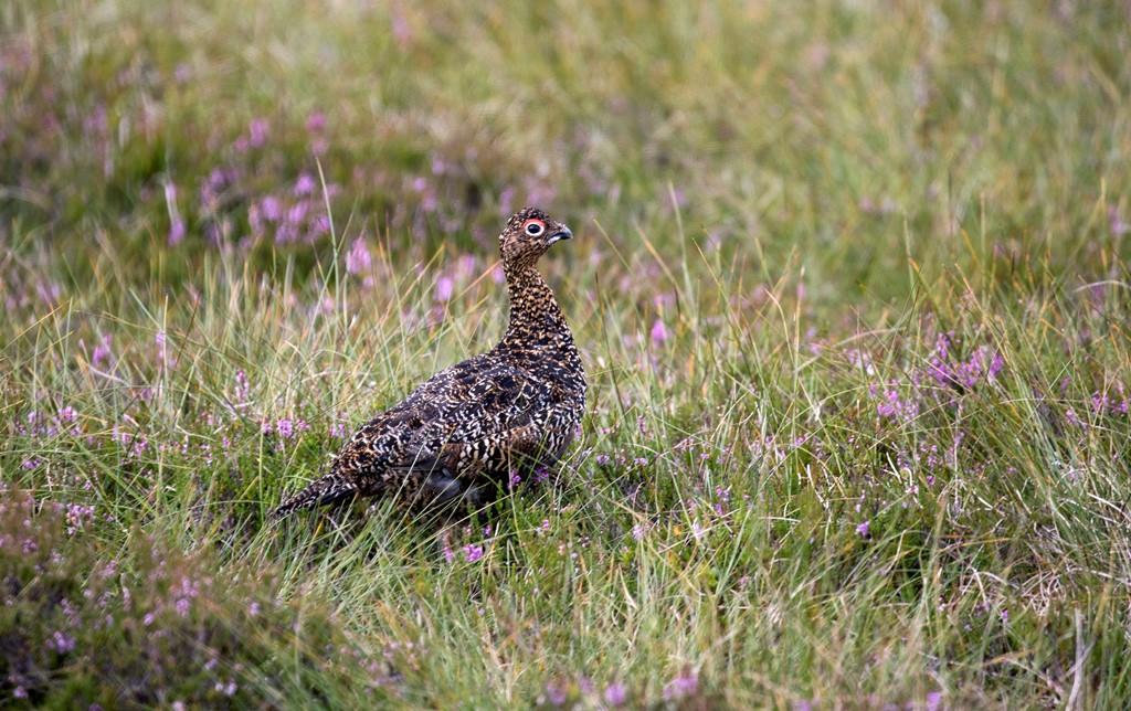 GROUSE SHOOTING PROVIDES MOST SUSTAINABLE FORM OF MOORLAND MANAGEMENT, ACCORDING TO NEW REPORT