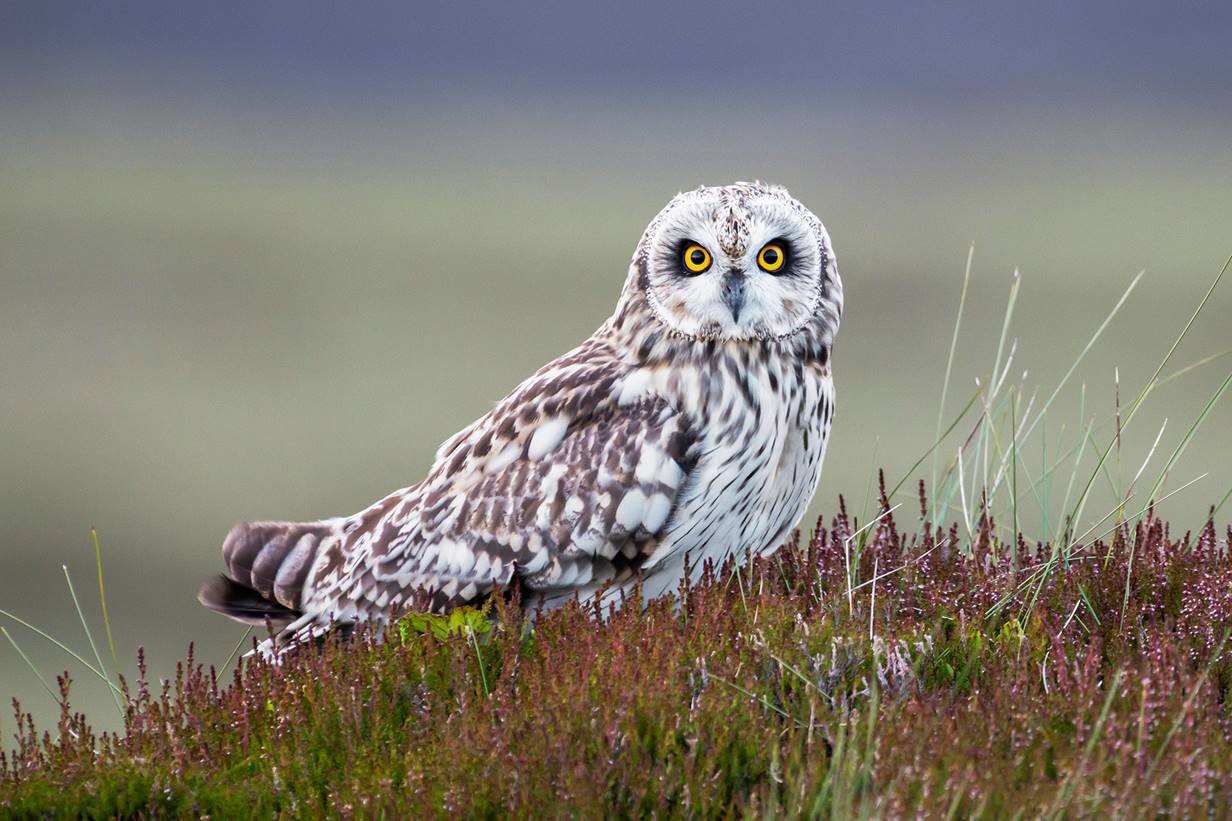 Increase in Breeding of Endangered Birds on Grouse Moors